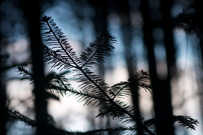 Backlit Spruce