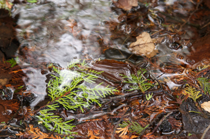 Leaf Puddle