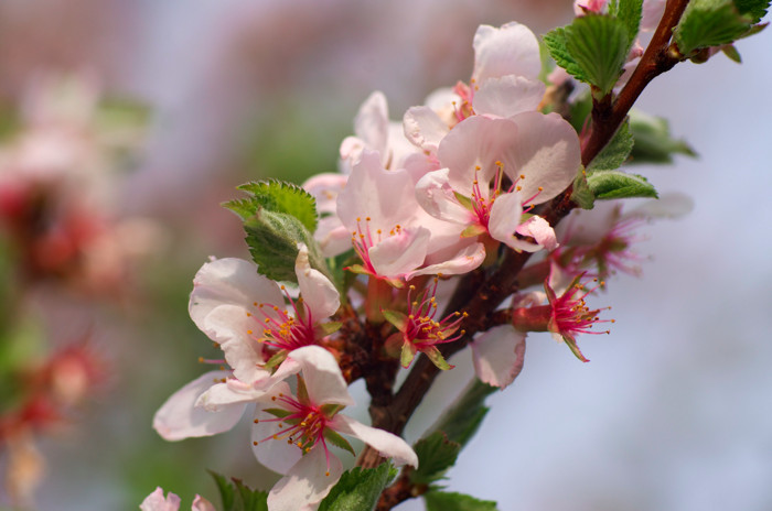 Apple Blossoms