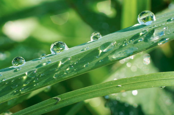 Wet Grass