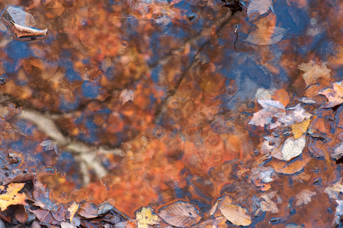 Autumn Puddle