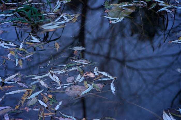 Evening Water