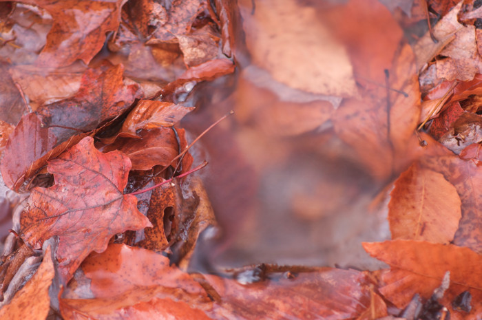 Leaves And Water