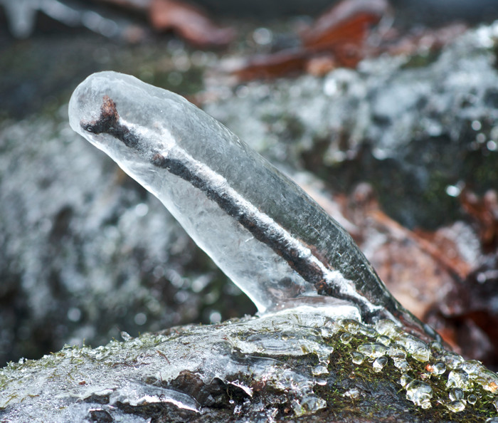 Ice Encased Branch