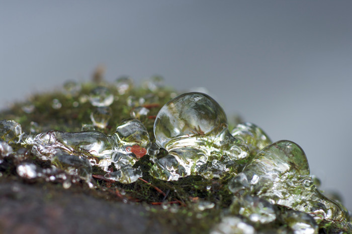 Ice Drops On Moss