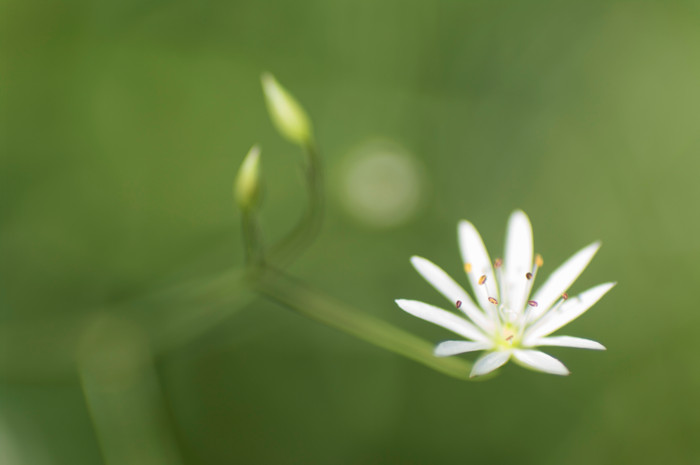 Stitchwart