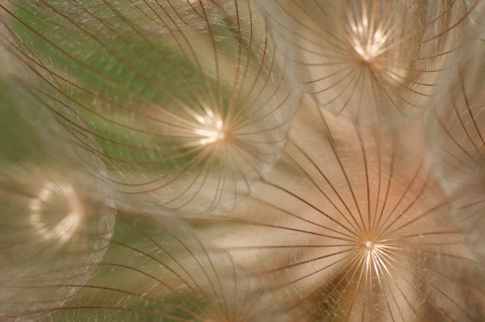 Goat's-Beard