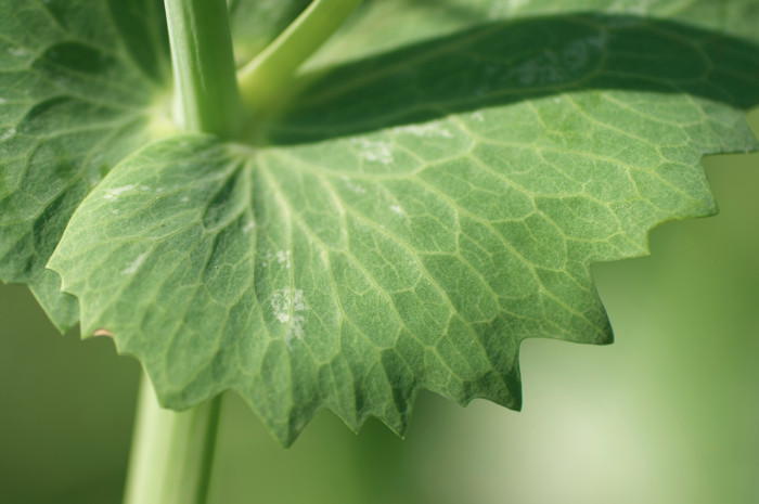Pea Leaf