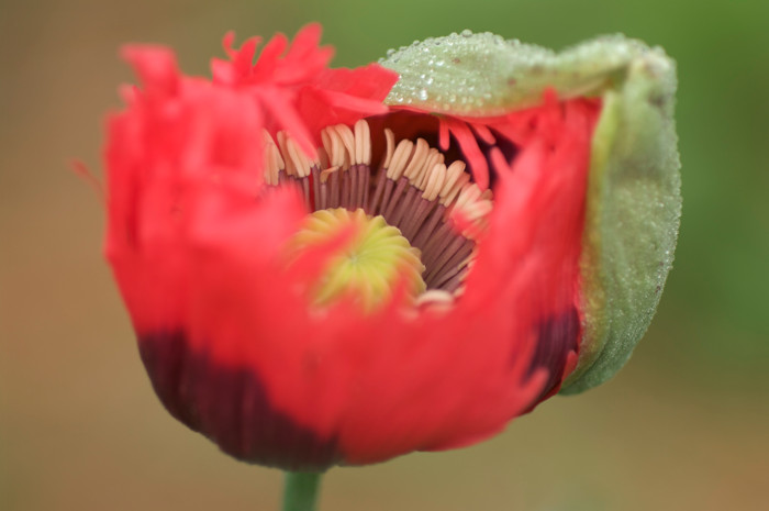 New Poppy
