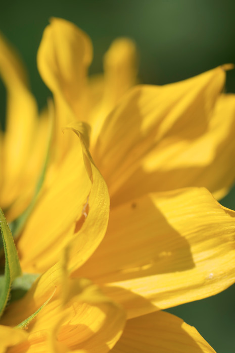 Sunflower Petals