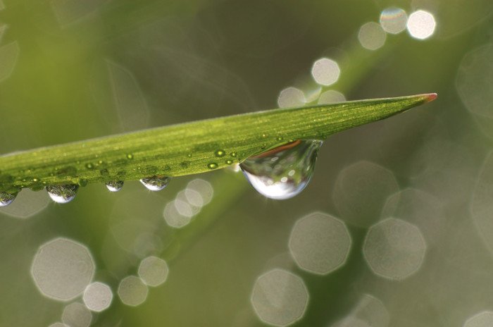 Dew Drop