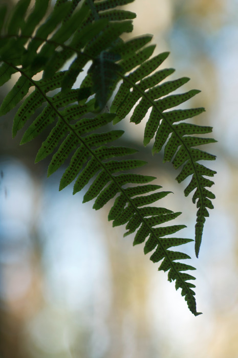 Backlit Fern