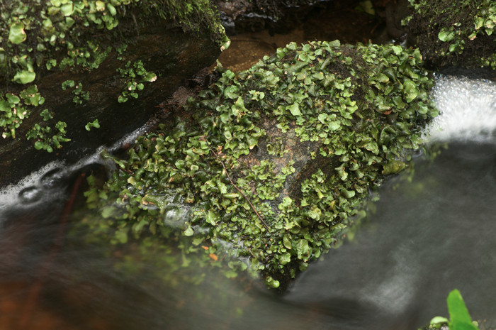 Lichen Covered Rock