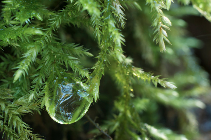 Drop In Moss