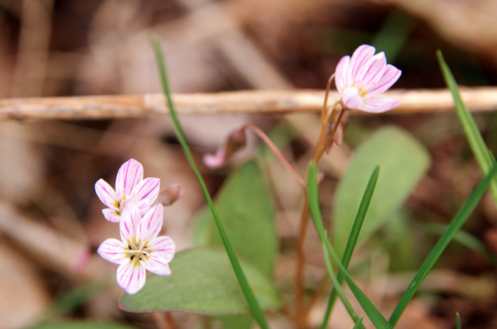 Little Pink Flowers