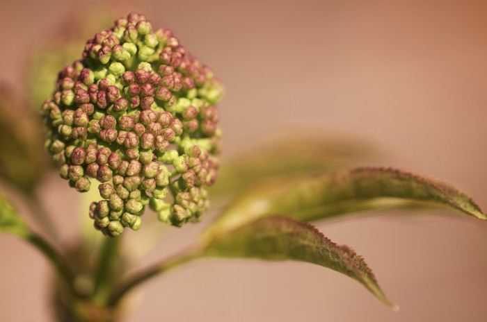 Elder Flowers