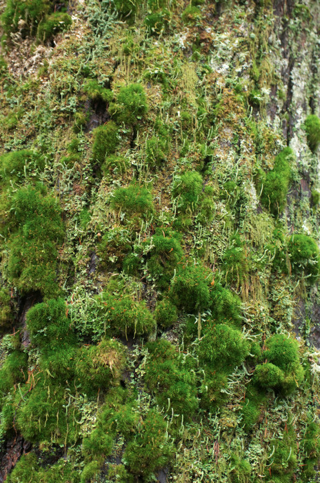 Moss