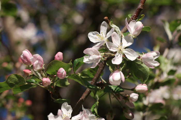 Apple Blossoms