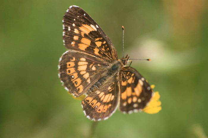 Arctic Skipper