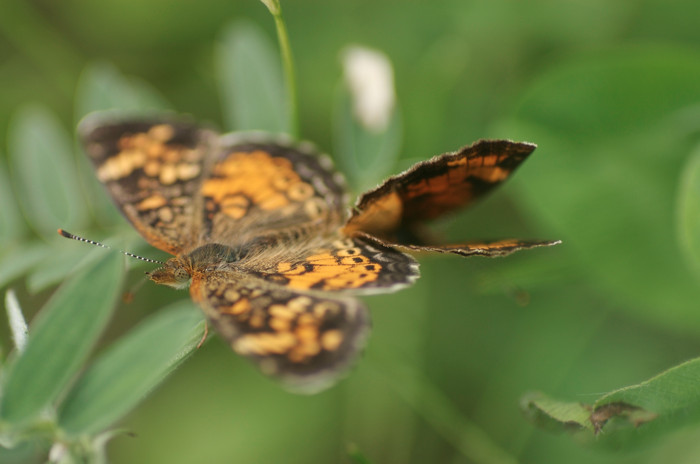 Mating Arctic Skippers