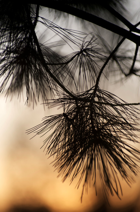 Pine Sunset