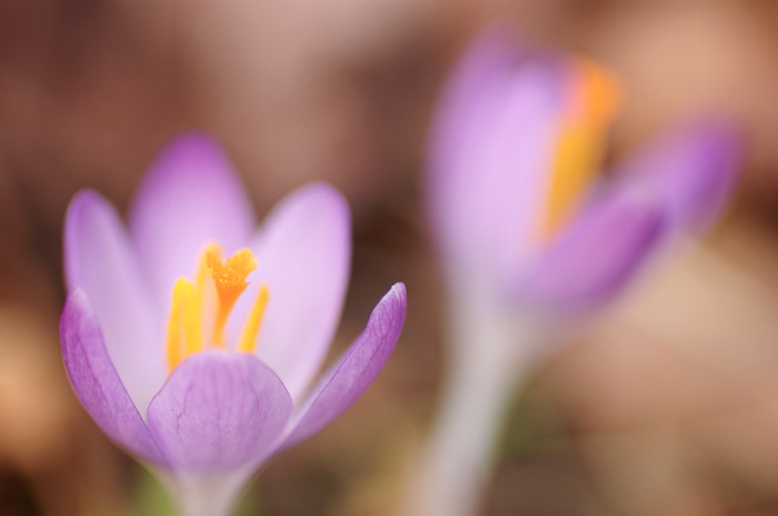 Crocuses