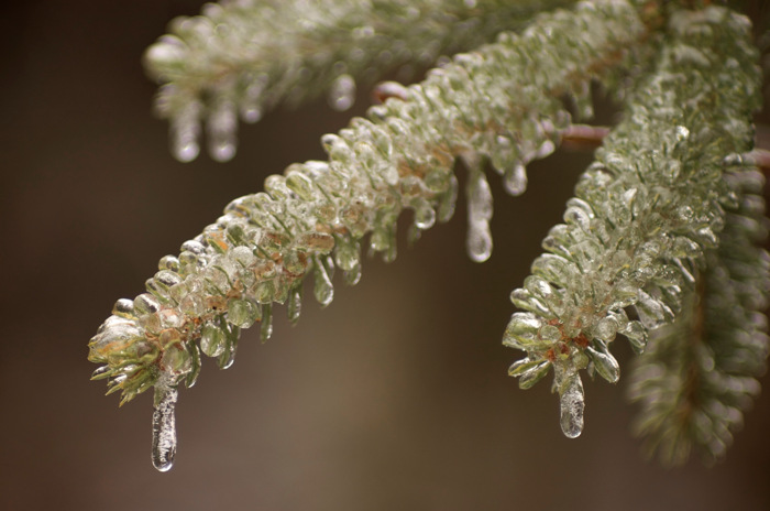 Icy Spruce
