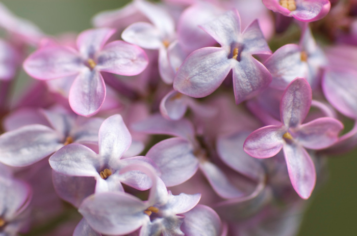 Lilacs