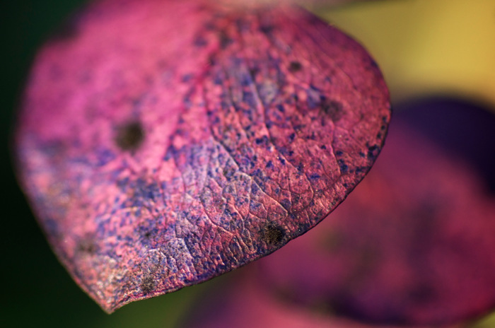 Purple Leaf