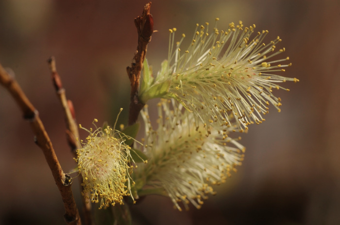 Willow Flowers