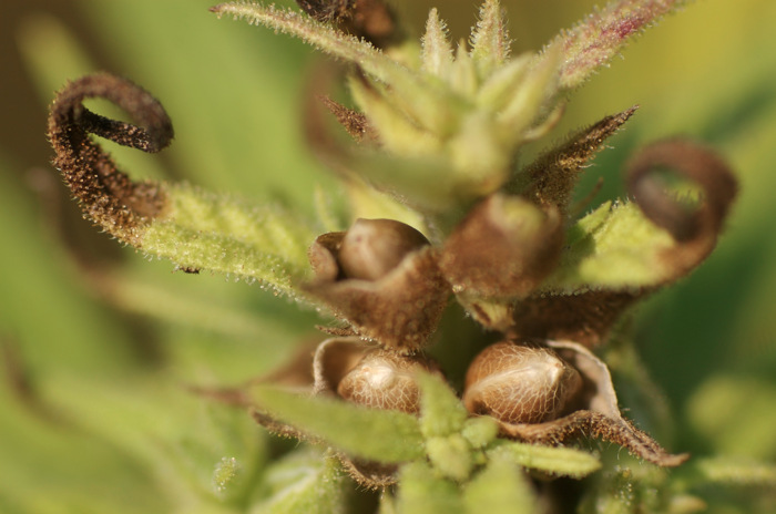 Hemp Bud