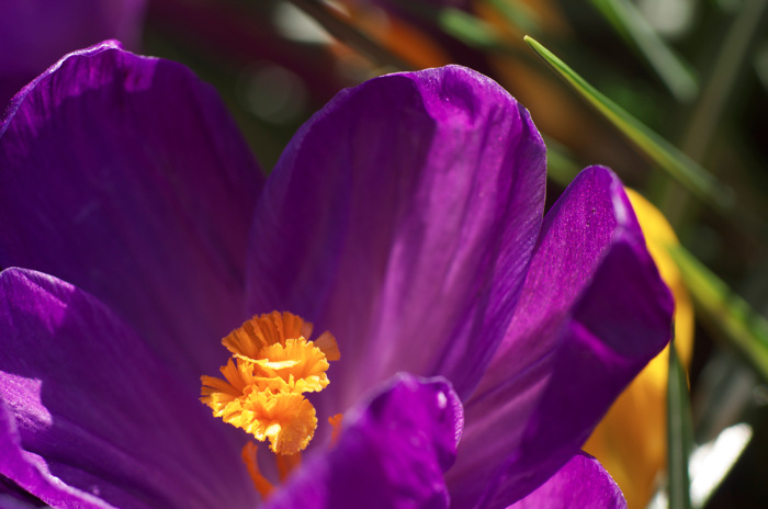 Crocus