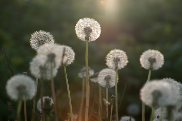 Dandelions