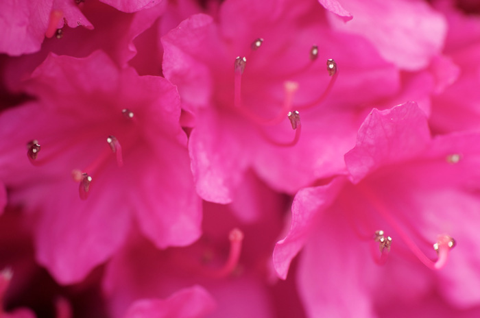 Pink Flowers