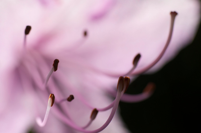 Stamens