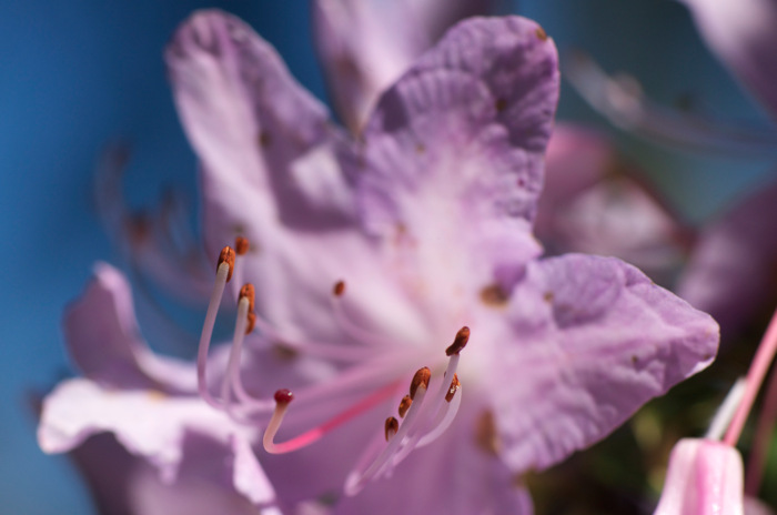Stamens