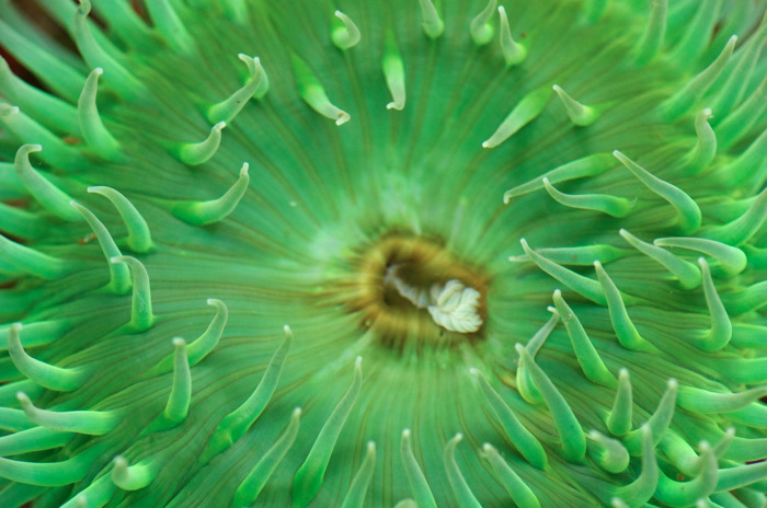 Sea Anemone