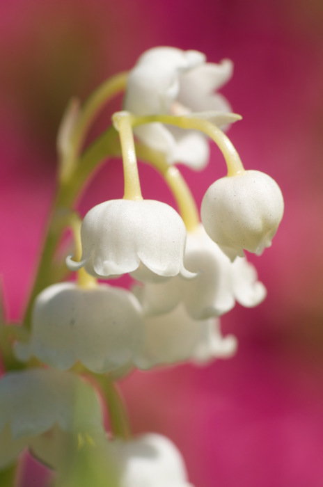 White Flowers