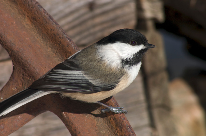 Chickadee