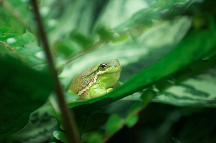 Tree Frog