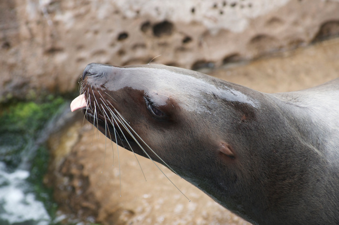 Sea Lion