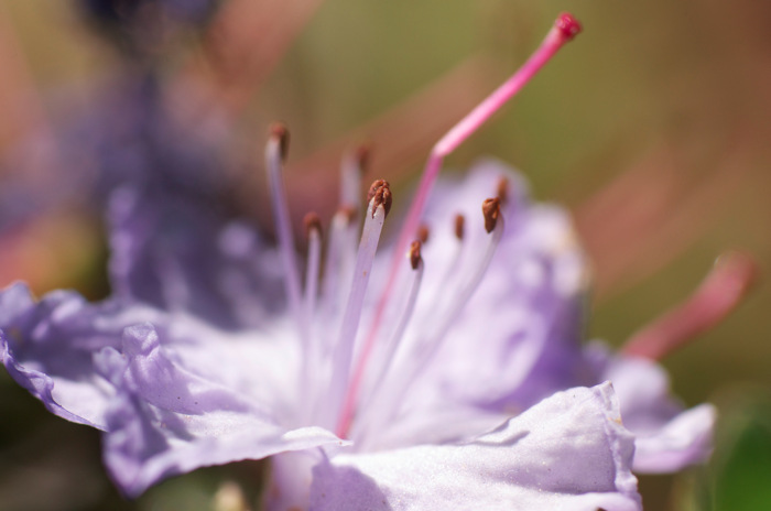 Stamens