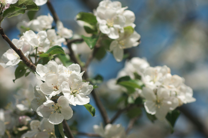 Apple Blossoms