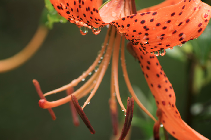Tiger Lily