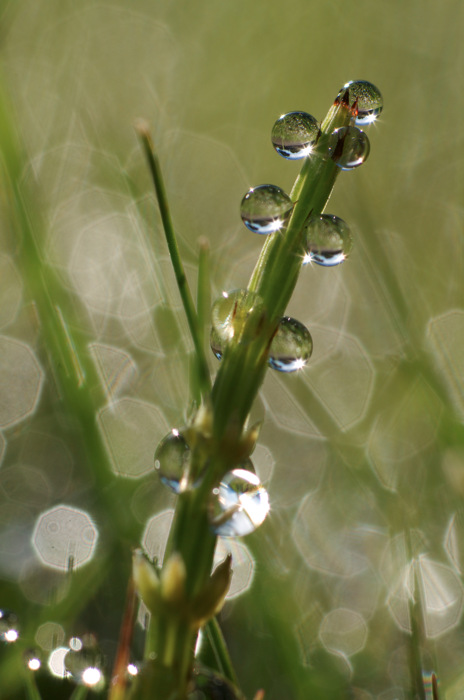 Dew Drops