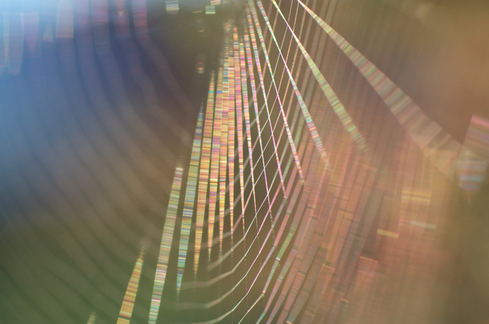 Spiderweb