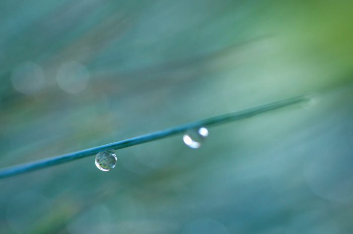Dew Drops