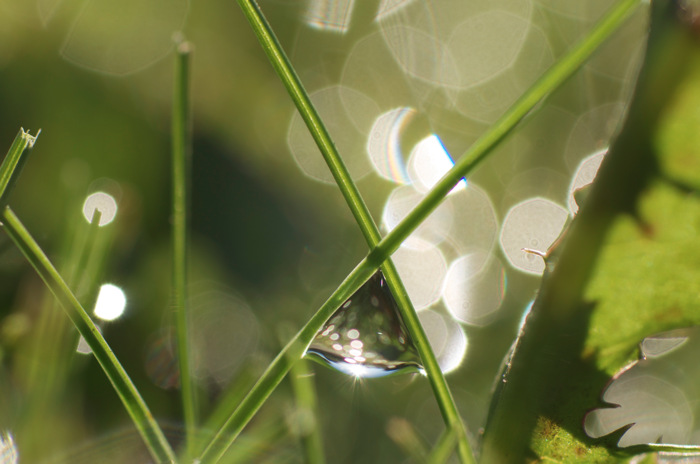 Dew Drop