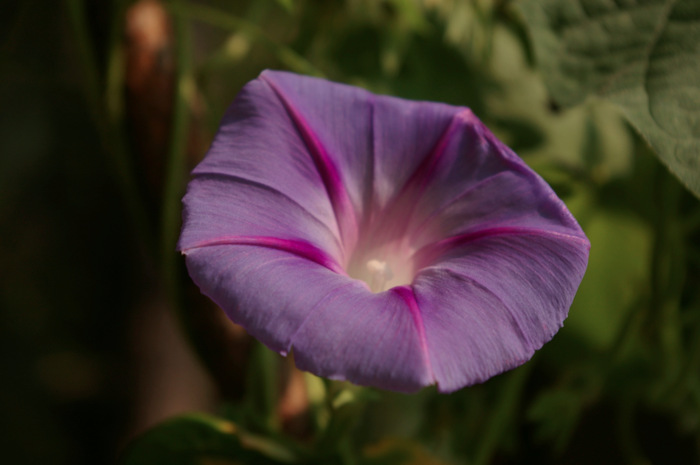 Morning Glory Flower