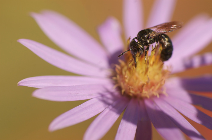 Bee On Aster